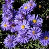 Artikelbild 1 des Artikels “Herbstkissen-Aster, blauviolett “