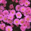 Artikelbild 1 des Artikels “Herbstkissen-Aster, rosa “