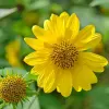 Artikelbild 1 des Artikels “Sonnenblume, hellgelb “