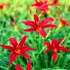 Artikelbild 1 des Artikels “Taglilie, rot “