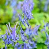 Artikelbild 1 des Artikels “Lerchensporn, blau “