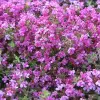 Artikelbild 1 des Artikels “Zwerg-Thymian, rosa “