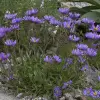 Artikelbild 1 des Artikels “Alpen-Aster, dunkelviolett “