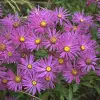 Artikelbild 1 des Artikels “Berg-Aster, hellviolett “