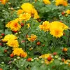 Artikelbild 1 des Artikels “Winteraster, goldgelb “