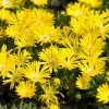 Artikelbild 1 des Artikels “Stauden-Mittagsblume, gelb “