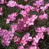 Artikelbild 1 des Artikels “Pfingst-Nelke, rosa “