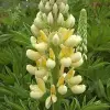 Artikelbild 1 des Artikels “Lupine, gelb “