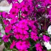 Artikelbild 1 des Artikels “Flammenblume, dunkelrot “