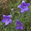 Artikelbild 1 des Artikels “Ballonblume, dunkelblau “
