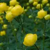 Artikelbild 1 des Artikels “Trollblume “