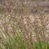 Artikelbild 1 des Artikels “Zittergras “