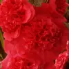 Artikelbild 1 des Artikels “Stockrose, gefüllt, purpur “