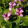 Artikelbild 1 des Artikels “Schlangenkopf, rosa “