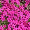 Artikelbild 1 des Artikels “Teppich-Phlox, karminrot “