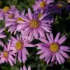 Artikelbild 1 des Artikels “Berg-Aster, rosa “