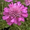 Artikelbild 1 des Artikels “Witwenblume “