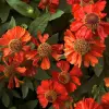 Artikelbild 1 des Artikels “Sonnenbraut, rot “