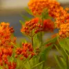Artikelbild 1 des Artikels “Seidenblume “