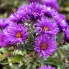 Artikelbild 1 des Artikels “Rauhblatt-Aster, purpur, halbgefüllt “