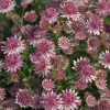 Artikelbild 1 des Artikels “Sterndolde, rosa “