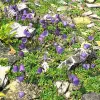 Artikelbild 1 des Artikels “Glockenblume, dunkelblau “