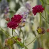 Artikelbild 1 des Artikels “Purpur-Witwenblume “