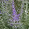 Artikelbild 1 des Artikels “Blauraute 'Blue Spire' “