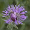 Artikelbild 1 des Artikels “Wiesen-Flockenblume “