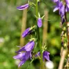 Artikelbild 1 des Artikels “Acker-Glockenblume “