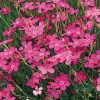 Artikelbild 1 des Artikels “Heide-Nelke “