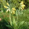 Artikelbild 1 des Artikels “Frühlings-Schlüsselblume “
