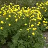 Artikelbild 1 des Artikels “Trollblume “