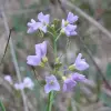 Artikelbild 1 des Artikels “Wiesenschaumkraut “