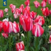 Artikelbild 1 des Artikels “Triumphtulpe Spryng Break, 50 Stück “