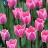 Artikelbild 1 des Artikels “Darwin-Tulpe Light and Dreamy 25 Stück “