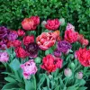 Artikelbild 1 des Artikels “Rosentulpenmischung, 25 Stück “