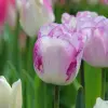 Artikelbild 1 des Artikels “Tulpe Shirley, 25 Stück “