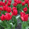 Artikelbild 1 des Artikels “Tulpe Dominiek, 25 Stück “