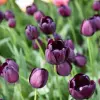 Artikelbild 1 des Artikels “Tulpe, Queen of Night, 15 Stück “