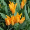 Artikelbild 1 des Artikels “Shogun Tulpe “