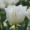 Artikelbild 1 des Artikels “Tulpe Exotic Emperor, 25 Stück “