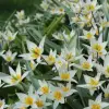 Artikelbild 1 des Artikels “Wildtulpe Turkestanica, 25 Stück “