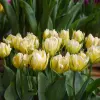 Artikelbild 1 des Artikels “Tulpe, Sweet Valley “