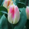 Artikelbild 1 des Artikels “Tulpe Pleasure “
