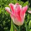Artikelbild 1 des Artikels “Tulpe Holland Chic “