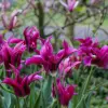 Artikelbild 1 des Artikels “Tulpe, Purple Doll “