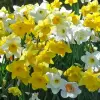 Artikelbild 1 des Artikels “Narzissen-Mischung “