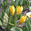 Artikelbild 1 des Artikels “Garten-Krokus gelb “