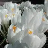 Artikelbild 1 des Artikels “Garten-Krokus weiß “